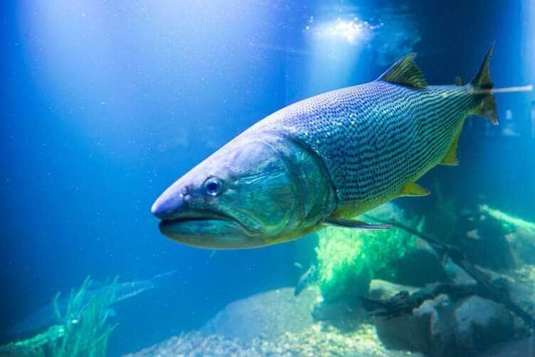 Aquário Municipal e Museu do Rio Cuiabá são opções de lazer no fim de semana