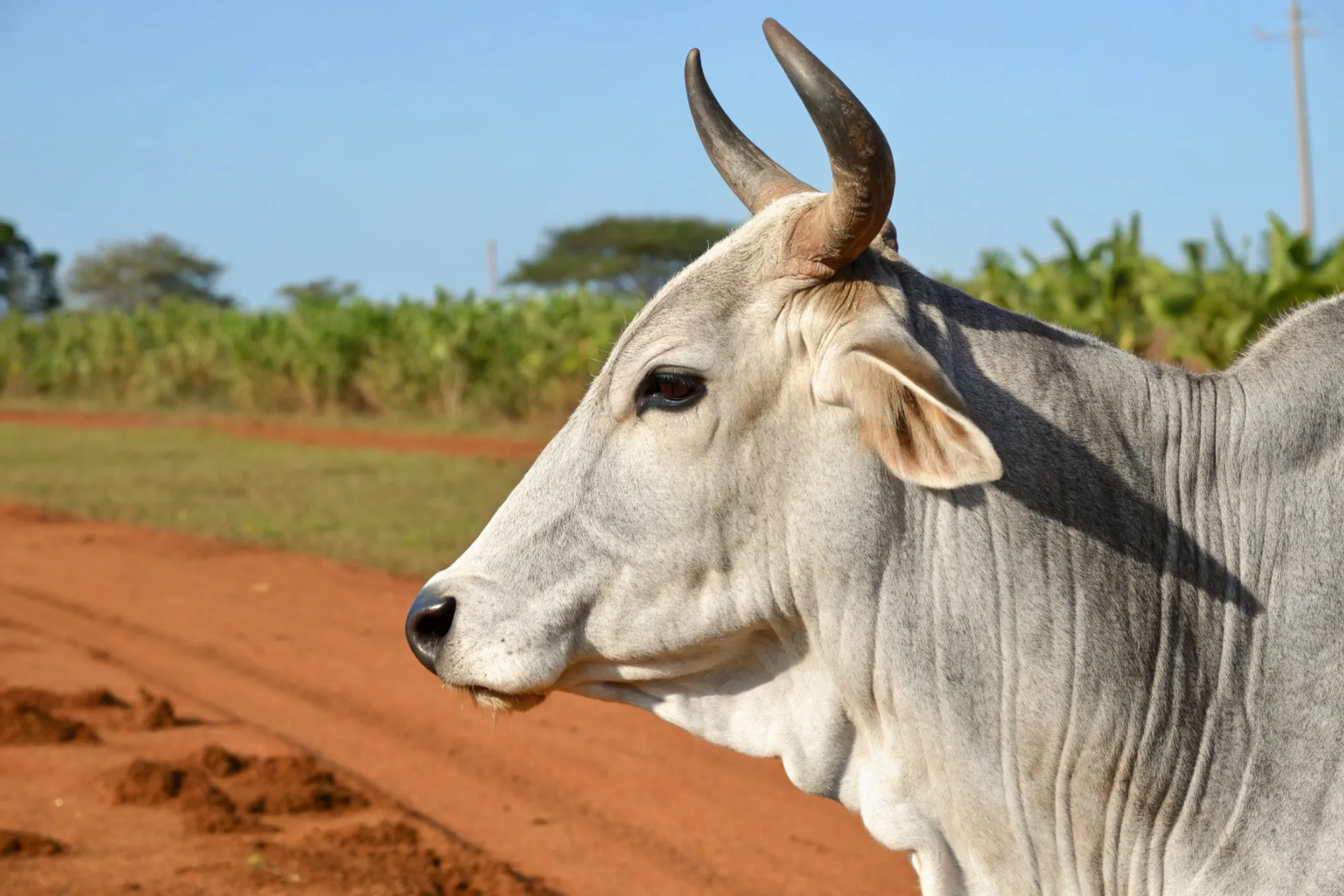 Reposição bovina - Imagem CenárioMT