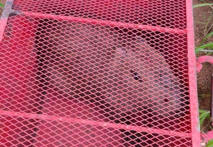 Bombeiros atendem ocorrências de captura e soltura de animais silvestres no interior de Mato Grosso