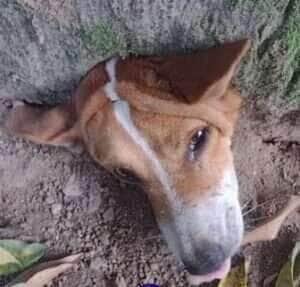 Damião e a enrascada da madrugada: o cãozinho que aprendeu a lição (ou não!)