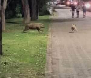 Embora as interações sociais mais comuns ocorram dentro da mesma espécie, o reino animal reserva exemplos fascinantes de relações interespécies.
