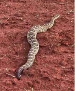 Vídeo viral mostra uma cascavel robusta e revela curiosidades fascinantes sobre essa incrível espécie