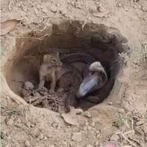 Com agilidade impressionante e resistência ao veneno, os mangustos são verdadeiros guerreiros da natureza – e um vídeo viral mostra toda essa habilidade em ação!