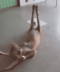 Vídeo viral mostra cachorro tirando uma soneca em uma posição inusitada – e conquistando a internet!