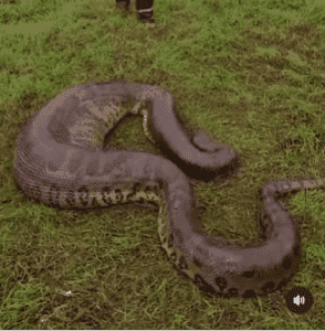 Encontrada às margens de um lago, a serpente estava em processo de digestão e deixou todos boquiabertos