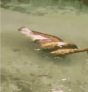 Cena rara mostra a força da maior cobra do Brasil na natureza