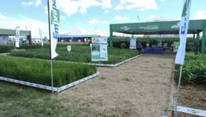 Embrapa apresenta opções para sistemas de produção no Show Safra