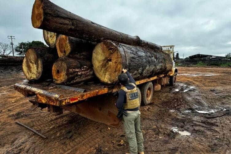 Esquema de extração ilegal de madeira desmantelado em Mato Grosso