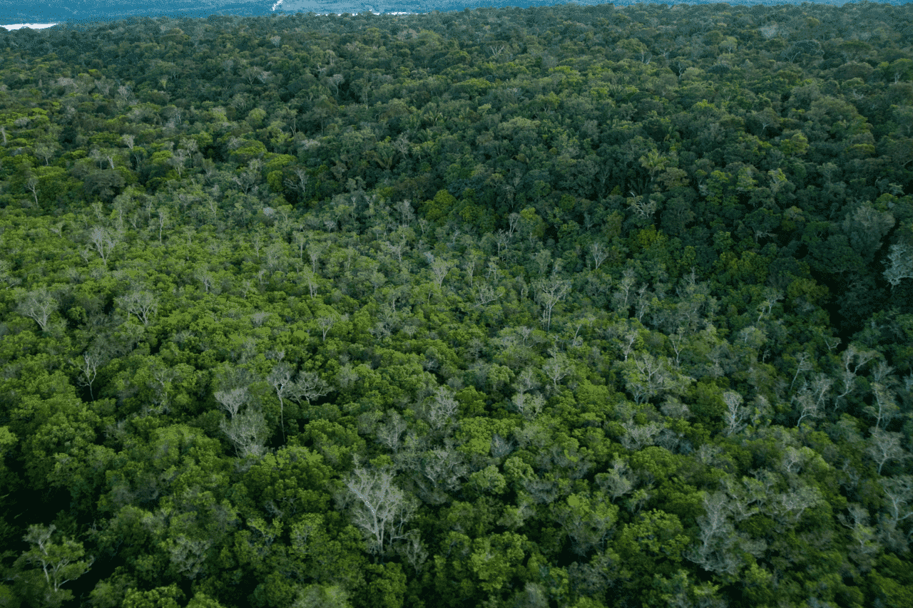 Foto de floresta, imagem de floresta, floresta, mata