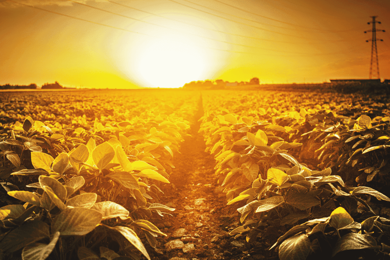 Foto de plantio de soja, lavoura de soja