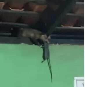 Gato folgado e gambá caçador: o vídeo que desafiou a natureza e viralizou!