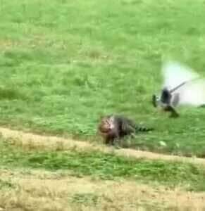 Gato perde presa e faz "cara de paisagem": a decepção felina que viralizou