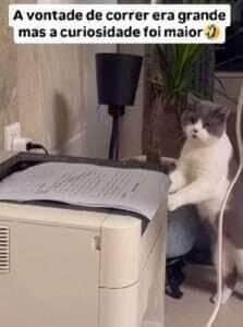 Vídeo viral mostra como os gatos nunca decepcionam quando o assunto é explorar o desconhecido — até que o papel comece a sair!