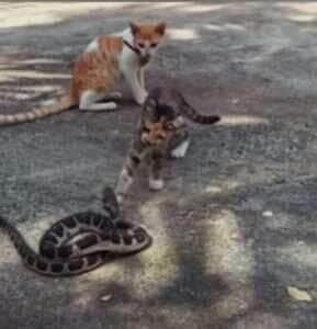 Em vídeo que viralizou, felino tenta ser mais ágil que a serpente e aprende da pior forma que com cobra não se brinca 