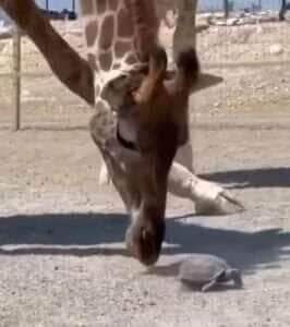 Girafa demonstra ternura inesperada por pequena tartaruga em vídeo viral