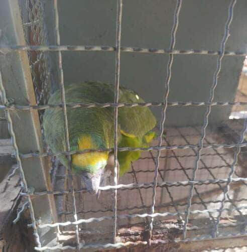 Ibama resgata aves silvestres ameaçadas de extinção em Mato Grosso