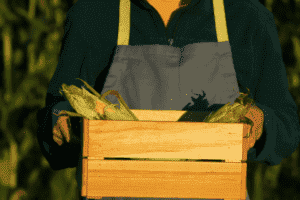 Imagem de milho, Foto de Produtor Rural, Homem com Milho na Mão