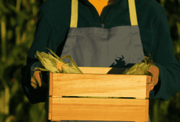 Imagem de milho, Foto de Produtor Rural, Homem com Milho na Mão