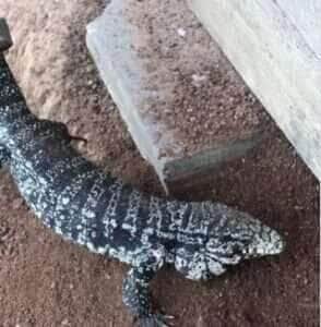 Com apetite afiado e habilidades de escavação, o lagarto teiú quase conseguiu o lanche perfeito, mas foi surpreendido pelo dono do sítio