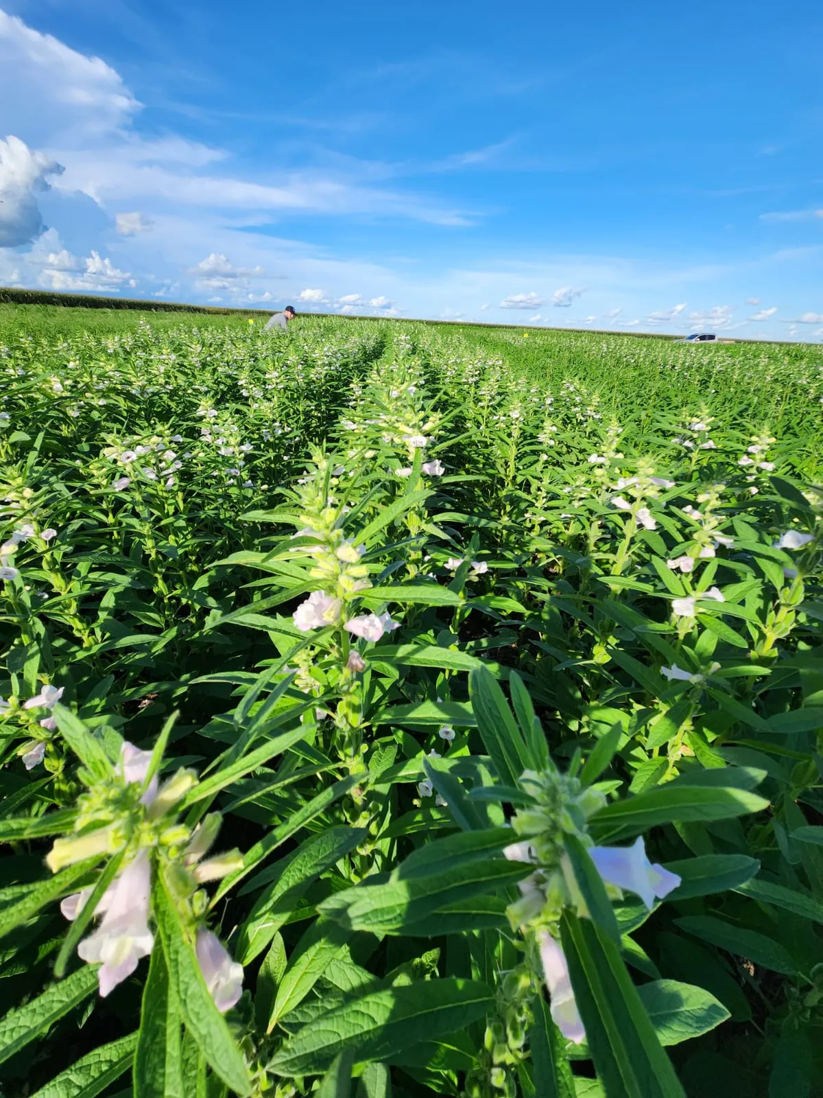 Lavoura Gergelim Aprofir