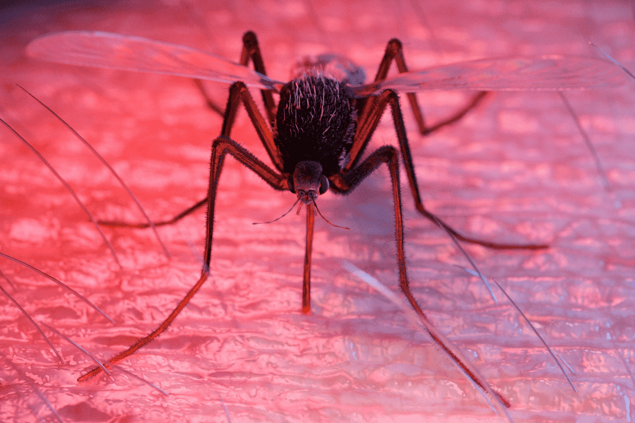 MOSQUITO DA DENGUE