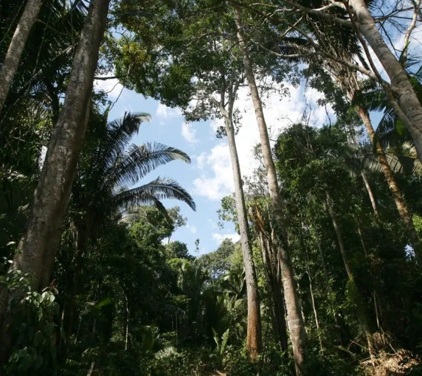 Nova norma do Ibama preocupa setor madeireiro de Mato Grosso