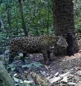 Registro raro de câmera mostra a beleza e imponência da onça-pintada em meio à sinfonia dos pássaros, reforçando o valor da preservação ambiental