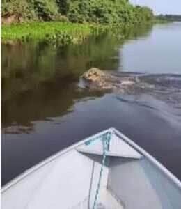 Registro impressionante destaca a destreza aquática dos maiores felinos das Américas