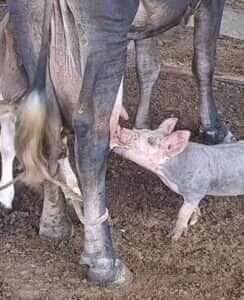 Porquinho espertinho! Leitão viraliza ao dividir leite com bezerro em fazenda