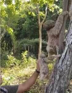 Um momento emocionante mostrou a inteligência e o carisma desse animal incrível
