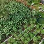 Projeto lança cartilha sobre produção sustentável de cacau em Mato Grosso