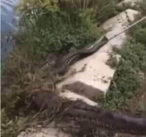 Com mais de 4 metros, a serpente foi capturada após um ano de monitoramento e será reintegrada à natureza