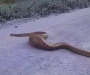 Com a barriga cheia, a majestosa serpente cruza a estrada e reforça a importância de respeitar a fauna brasileira
