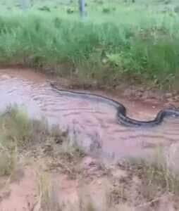 A impressionante cena de uma sucuri dominando o leito de um córrego reforça a importância da preservação ambiental