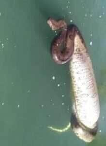 Pescadores se deparam com a impressionante serpente digerindo sua presa em um espetáculo raro da natureza