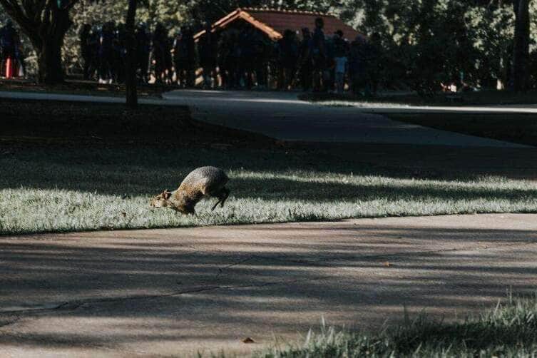 Sema reforça orientação sobre cuidados na observação de animais silvestres em Mato Grosso