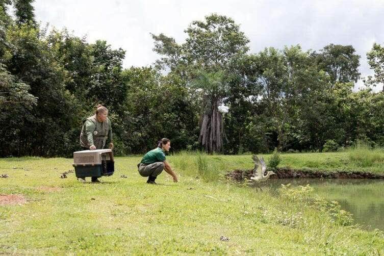 Urutau, maria-faceira e gambá são devolvidos à natureza após reabilitação em Mato Grosso