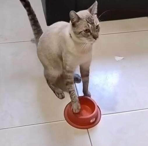 Migual, o gato esperto: felino viraliza ao pedir comida com estilo e prova que gato sabe ser fofo e inteligente