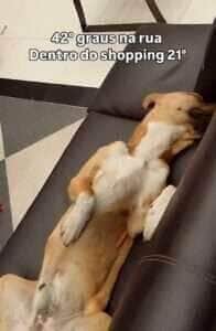 Em pleno calor de 45 graus, cãozinho símbolo nacional aproveita clima fresco e conforto enquanto encanta clientes e viraliza na internet