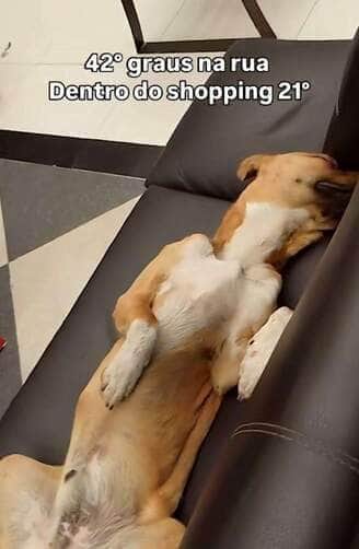 Em pleno calor de 45 graus, cãozinho símbolo nacional aproveita clima fresco e conforto enquanto encanta clientes e viraliza na internet