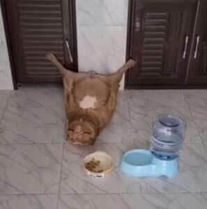 Pitbull em modo soneca: cãozinho viraliza ao ser flagrado em posição inusitada após o almoço