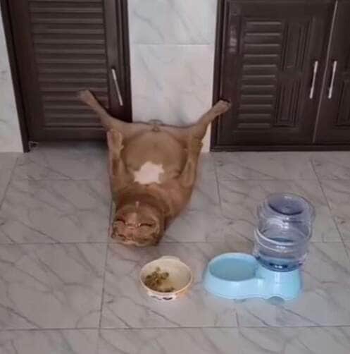 Pitbull em modo soneca: cãozinho viraliza ao ser flagrado em posição inusitada após o almoço