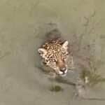 Diferente de muitos felinos, que costumam evitar a água, a onça-pintada é uma nadadora excepcional.