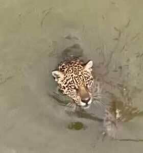 Diferente de muitos felinos, que costumam evitar a água, a onça-pintada é uma nadadora excepcional.