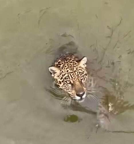 Diferente de muitos felinos, que costumam evitar a água, a onça-pintada é uma nadadora excepcional.