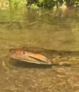 Mulher indígena registra sucuri em águas cristalinas