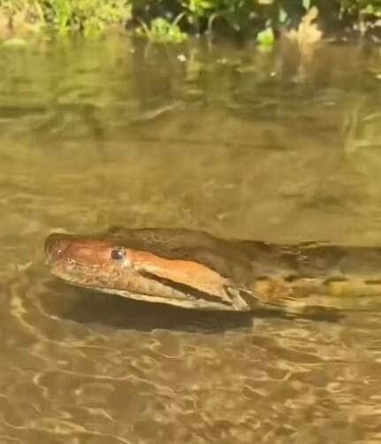 Mulher indígena registra sucuri em águas cristalinas