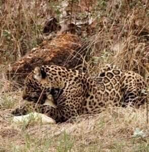 Jovem onça-pintada flagrada devorando jacaré em cena impressionante no Pantanal