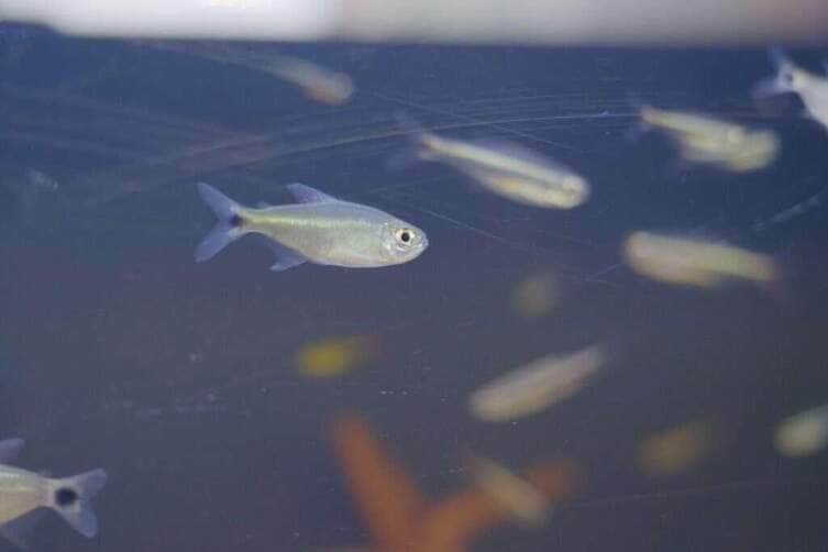 (Foto: Ascom Prefeitura/Anderson Lippi)