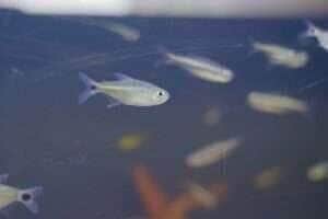 (Foto: Ascom Prefeitura/Anderson Lippi)